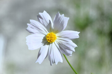 The beautiful white flowers of Cosmos diversifolius Otto ex Otto in the backyard