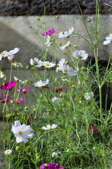 The wind blows the flowers of Cosmos diversifolius Otto ex Otto and Cosmos crithmifolius kunth with...