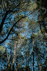 Fototapeta premium trees and sky