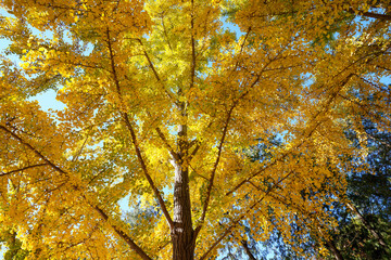 Golden Ginkgo Leaves in Beijing Ditan Park