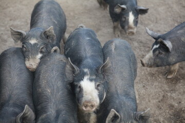 Heritage Berkshire pigs