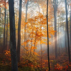 Obraz premium Autumn Sunlight Illuminates Misty Forest Trees With Golden Leaves