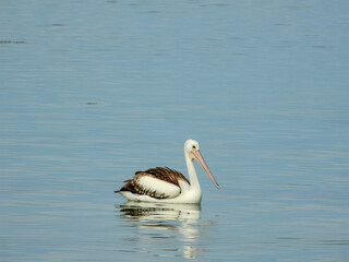 Australian Pelican (Pelecanus conspicillatus) in Australia