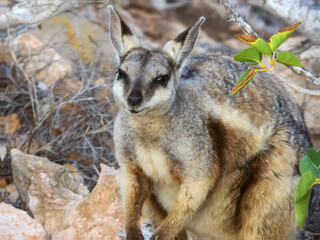 Black-flanked Rock Wallaby (Petrogale lateralis) in Australia