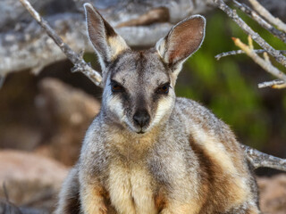 Black-flanked Rock Wallaby (Petrogale lateralis) in Australia