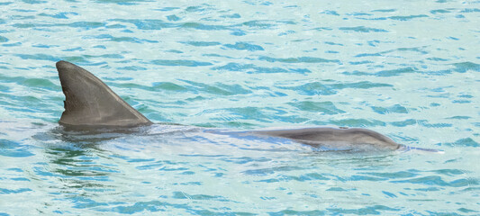 Bottlenose Dolphin (Tursiops truncatus) in Australia

