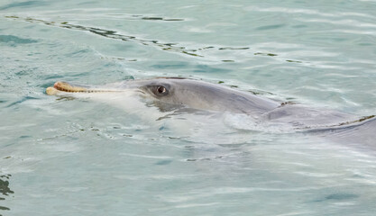 Fototapeta premium Bottlenose Dolphin (Tursiops truncatus) in Australia 