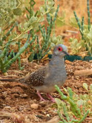 Obraz premium Diamond Dove (Geopelia cuneata) in Australia