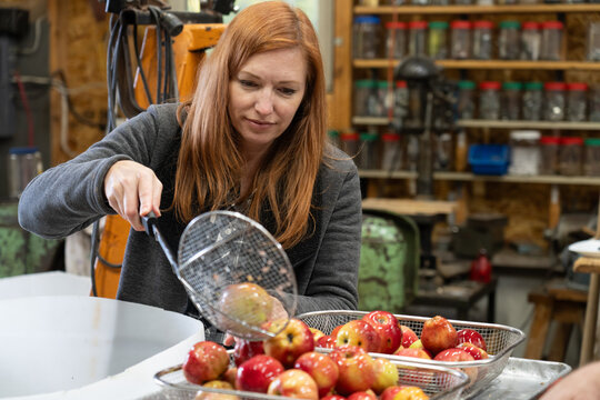Sorting Fresh Apples for Autumn Apple Cider