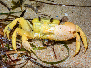 Golden Ghost Crab (Ocypode convexa) in Australia