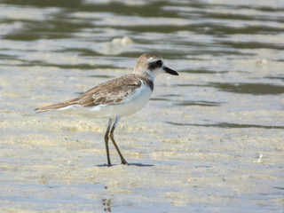 Greater Sand Plover (Charadrius leschenaultii) in Australia