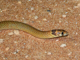 Western Hooded Scaly-foot (Pygopus nigriceps) in Australia