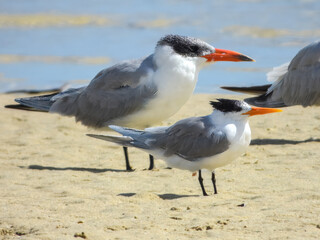 Fototapeta premium Lesser Crested Tern (Sterna bengalensis) in Australia 