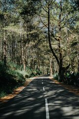 Obraz premium road in the forest