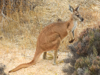 Red Kangaroo (Osphranter rufus) in Australia © Imogen