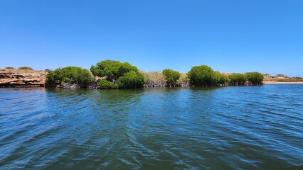 Red Mangrove Plants in Western Australia