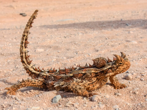 Thorny Devil (Moloch horridus) in Australia