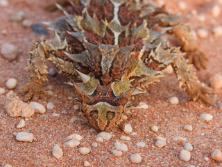 Thorny Devil (Moloch horridus) in Australia