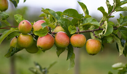 Apple orchard. Harvest of fresh red apples. Ripe juicy apples on a branch in the garden. Juicy apples in the apple plantation.