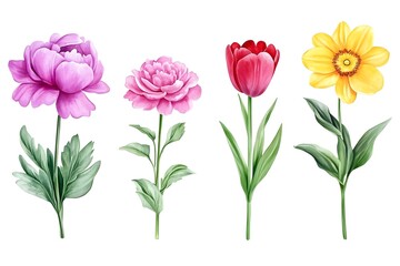 Fototapeta premium Watercolor Flower, Painting on canvas, Illustration Retro set with different daisy flowers. Colorful vector illustration isolated on white background in vintage style flower, watercolor, vector, pink,