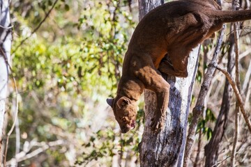 Obraz premium Fossa Climbing Tree in Natural Habitat, Kirindy Mitea National Park, Madagascar