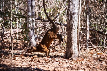 Fossa Climbing Tree in Natural Habitat, Kirindy Mitea National Park, Madagascar