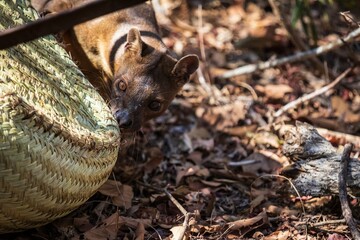 Obraz premium A Young Fossa in Natural Habitat Among Dry Leaves and Trees, Kirindy Mitea National Park, Madagascar