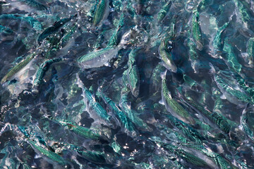 King Salmon Swimming