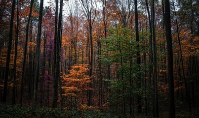 Obraz premium A serene forest scene showcasing vibrant autumn foliage among tall trees.