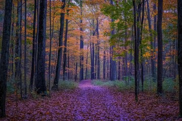 Fototapeta premium A serene forest path adorned with autumn foliage and fallen leaves.