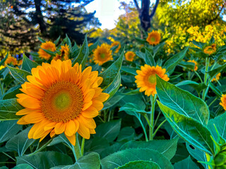 Obraz premium sunflowers in the garden