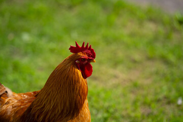 Rooster. Cock rooster. Livestock animals. Broiler chicken. Poultry dairy farm. Rooster cock at farm. Farming. Countryside Farmland. Rooster at farm.
