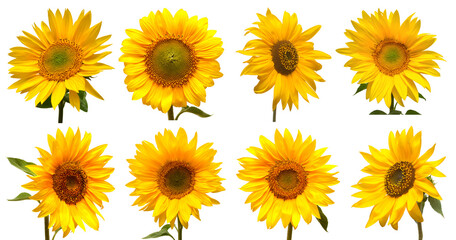 Sunflowers head collection isolated on white background. Sun symbol. Flowers yellow, agriculture. Seeds and oil. Flat lay, top view