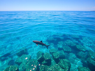 Obraz premium serene sea with clear blue water and sandy bottom, showcasing shark swimming gracefully over rocky formations. This peaceful marine life scene captures beauty of underwater ecosystems