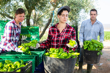 Obraz premium Three farmers sorting and stacking just harvested green pepper.