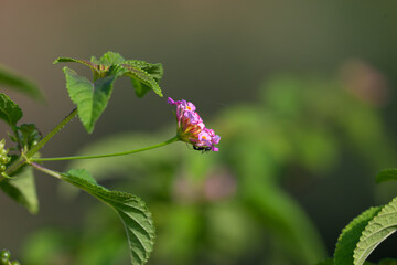 A beautiful cluster of pink color flower in full bloom. The flower has vibrant color against a lush green background.