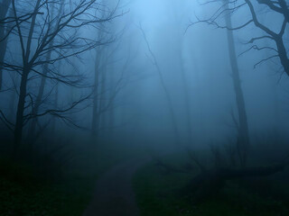Obraz premium mysterious trail winds through foggy forest, surrounded by eerie trees, creating magical and enchanting atmosphere. scene evokes sense of wonder and intrigue