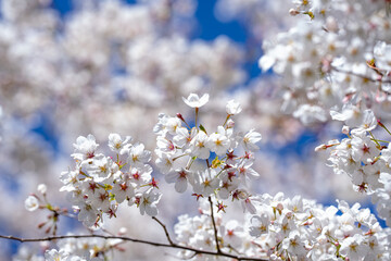 White blossom tree. Spring flower background. Blossom cherry tree in spring time. Blossom tree over blue sky. Blossoming tree brunch with white flowers.