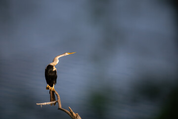 the beautiful , vibrant oriental darter also known as snake bird, perched on a weathered branch...