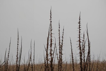 Leafless Stalks Minimalist Nature Photography Background