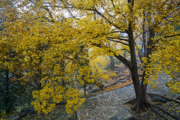 Fototapeta premium Early Winter Scenery at the North Foot of Wanshou Mountain in Summer Palace