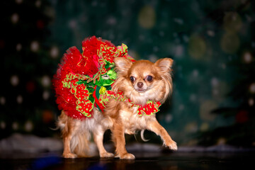   Chihuahua dog in fancy dress