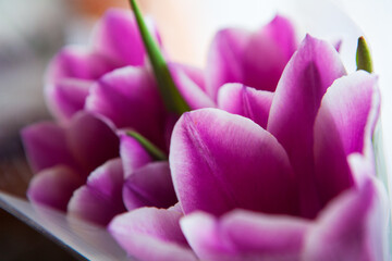 Fototapeta premium Lilac petals of spring tulips are photographed close-up for a postcard, greeting, poster.