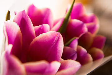 Obraz premium Lilac petals of spring tulips are photographed close-up for a postcard, greeting, poster.