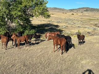 Fototapeta premium Horses and a lone cottonwood tree