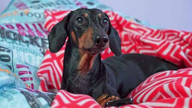 Lazy dachshund dog lies on sofa, imposingly holds remote control with paw, barks displeasedly, grumbles Passive lifestyle, media addiction day off in bed Relaxing on couch in front of TV, couch critic