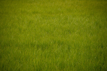 Expanse Of Green Grass Fills The Frame