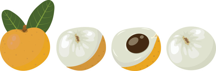 Set of fresh longan fruit vector illustration with green leaves. The skin is cut, whole, half, with bone isolated on white background, longan graphics cartoon style.