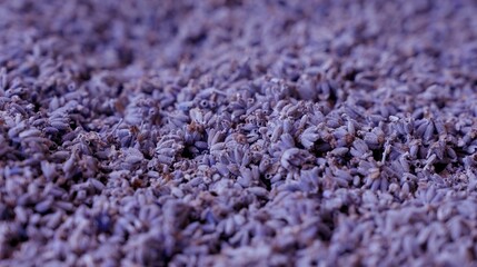 Lavandula Essential Oils Industry. Essential oils require distillation of lavender buds after harvest