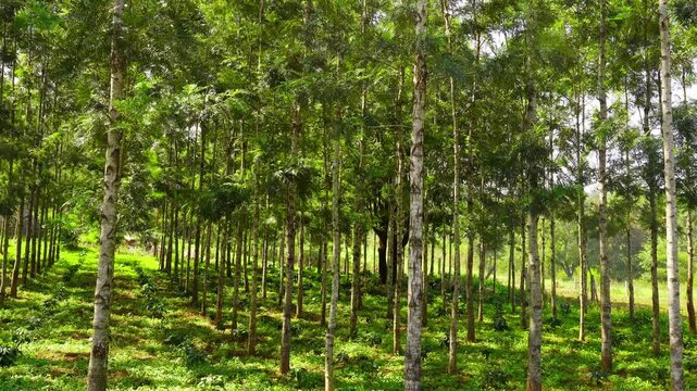 Silver Oak, Grevillea robusta or Kalla or Proteaceae